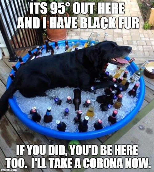 ITS 95° OUT HERE AND I HAVE BLACK FUR IF YOU DID, YOU'D BE HERE TOO.  I'LL TAKE A CORONA NOW. | image tagged in cooling off | made w/ Imgflip meme maker