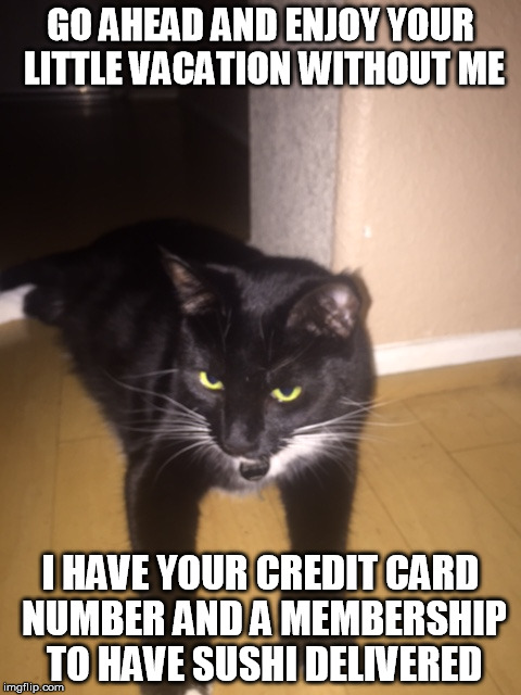 Cat left behind for vacation | GO AHEAD AND ENJOY YOUR LITTLE VACATION WITHOUT ME I HAVE YOUR CREDIT CARD NUMBER AND A MEMBERSHIP TO HAVE SUSHI DELIVERED | image tagged in cats,vacation | made w/ Imgflip meme maker