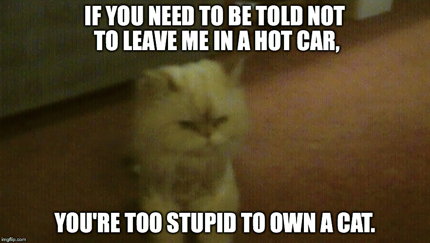 Don't Leave Pets In Hot Cars | IF YOU NEED TO BE TOLD NOT TO LEAVE ME IN A HOT CAR, YOU'RE TOO STUPID TO OWN A CAT. | image tagged in you're too stupid to own a cat | made w/ Imgflip meme maker