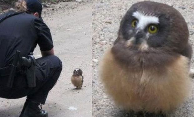 Police stop Owl Blank Meme Template