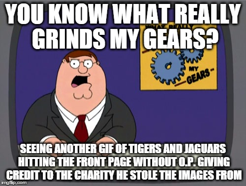 Peter Griffin News | YOU KNOW WHAT REALLY GRINDS MY GEARS? SEEING ANOTHER GIF OF TIGERS AND JAGUARS HITTING THE FRONT PAGE WITHOUT O.P. GIVING CREDIT TO THE CHAR | image tagged in memes,peter griffin news,AdviceAnimals | made w/ Imgflip meme maker