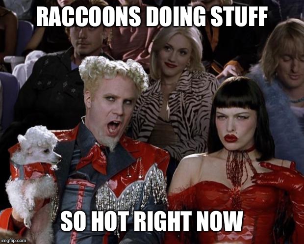 Mugatu So Hot Right Now Meme | RACCOONS DOING STUFF SO HOT RIGHT NOW | image tagged in memes,mugatu so hot right now,AdviceAnimals | made w/ Imgflip meme maker