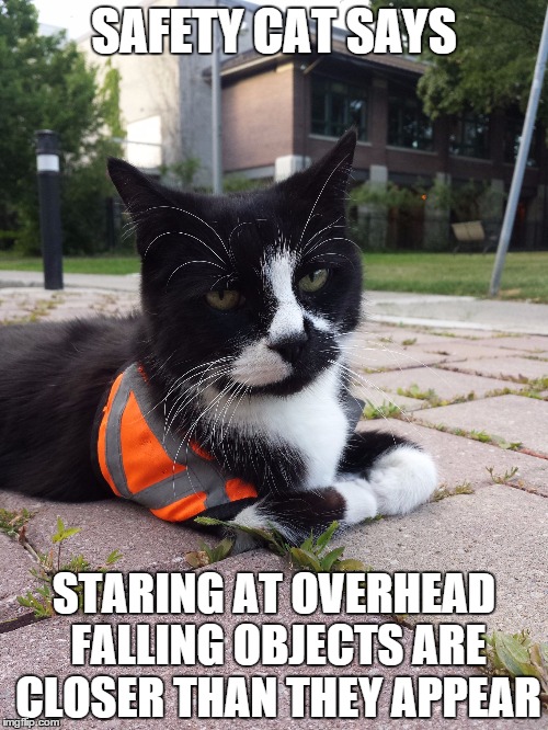 Safety Cat | SAFETY CAT SAYS STARING AT OVERHEAD FALLING OBJECTS ARE CLOSER THAN THEY APPEAR | image tagged in safety cat | made w/ Imgflip meme maker