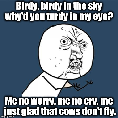 Y U No | Birdy, birdy in the sky why'd you turdy in my eye? Me no worry, me no cry, me just glad that cows don't fly. | image tagged in memes,y u no | made w/ Imgflip meme maker