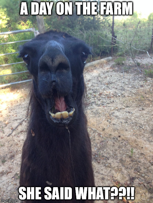 A DAY ON THE FARM SHE SAID WHAT??!! | image tagged in alf | made w/ Imgflip meme maker