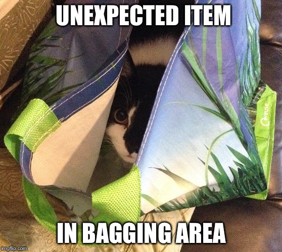 UNEXPECTED ITEM IN BAGGING AREA | image tagged in cat in the bag | made w/ Imgflip meme maker