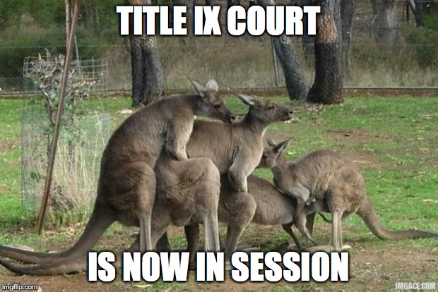 kangaroo-orgy | TITLE IX COURT IS NOW IN SESSION | image tagged in kangaroo-orgy | made w/ Imgflip meme maker