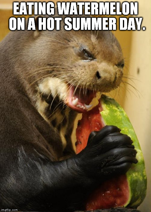 Self Loathing Otter | EATING WATERMELON ON A HOT SUMMER DAY. | image tagged in memes,self loathing otter | made w/ Imgflip meme maker