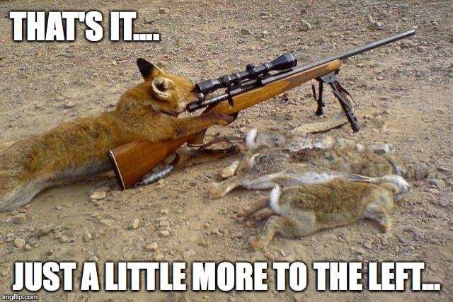 Fox hunting: a little more to the left | THAT'S IT.... JUST A LITTLE MORE TO THE LEFT... | image tagged in fox,rabbits | made w/ Imgflip meme maker