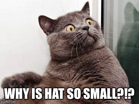 surprised cat | WHY IS HAT SO SMALL?!? | image tagged in surprised cat | made w/ Imgflip meme maker