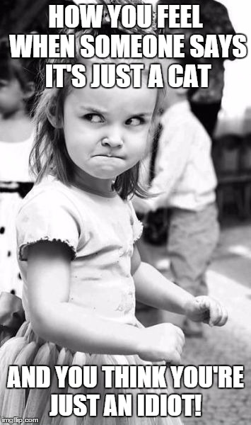 Angry Toddler | HOW YOU FEEL WHEN SOMEONE SAYS IT'S JUST A CAT AND YOU THINK YOU'RE JUST AN IDIOT! | image tagged in memes,angry toddler | made w/ Imgflip meme maker