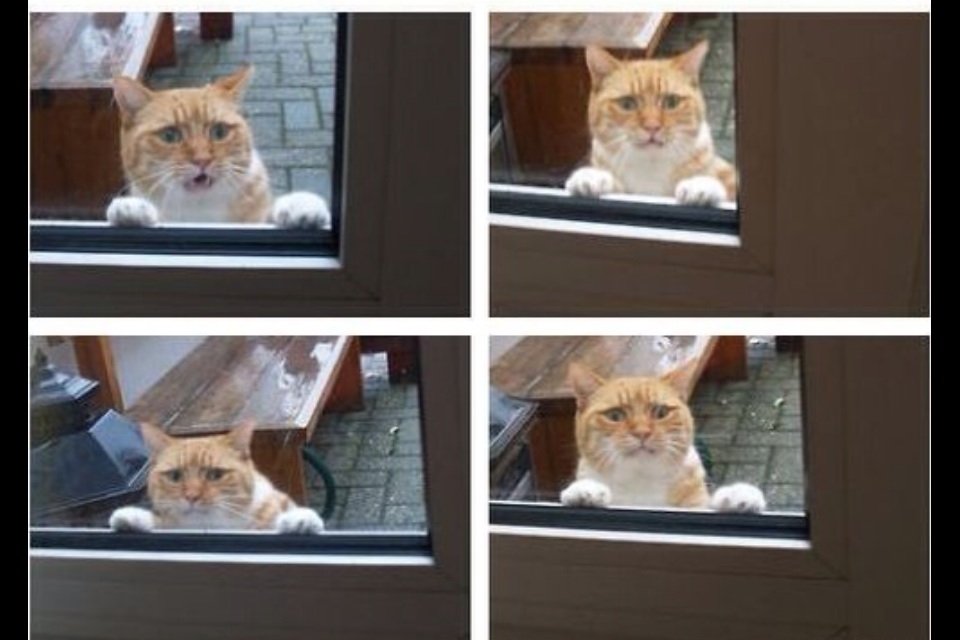 Locked out cat Blank Meme Template