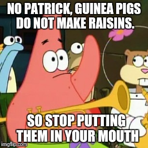 No Patrick | NO PATRICK, GUINEA PIGS DO NOT MAKE RAISINS. SO STOP PUTTING THEM IN YOUR MOUTH | image tagged in memes,no patrick | made w/ Imgflip meme maker