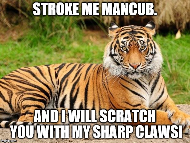 srsly tiger | STROKE ME MANCUB. AND I WILL SCRATCH YOU WITH MY SHARP CLAWS! | image tagged in srsly tiger | made w/ Imgflip meme maker
