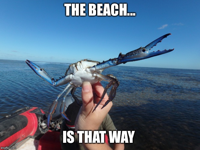 THE BEACH... IS THAT WAY | image tagged in funny | made w/ Imgflip meme maker