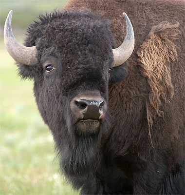 High Quality bison Blank Meme Template