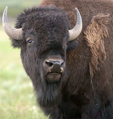 bison Blank Meme Template