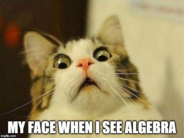 Scared Cat Meme | MY FACE WHEN I SEE ALGEBRA | image tagged in memes,scared cat | made w/ Imgflip meme maker