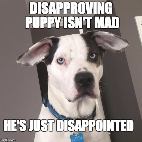 DISAPPROVING PUPPY ISN'T MAD HE'S JUST DISAPPOINTED | image tagged in disapproving puppy | made w/ Imgflip meme maker