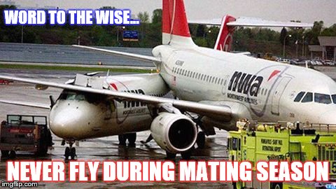 WORD TO THE WISE... NEVER FLY DURING MATING SEASON | image tagged in mating | made w/ Imgflip meme maker