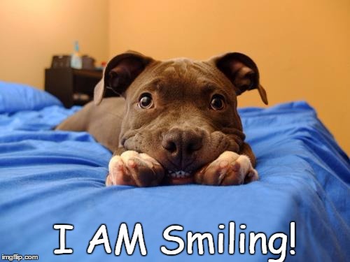 Smiling Pit | I AM Smiling! | image tagged in pit bull | made w/ Imgflip meme maker