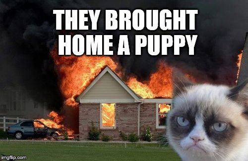 Burn Kitty Meme | THEY BROUGHT HOME A PUPPY | image tagged in memes,burn kitty | made w/ Imgflip meme maker