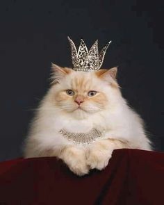 Cat crown Blank Meme Template