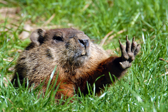 Groundhog Blank Meme Template