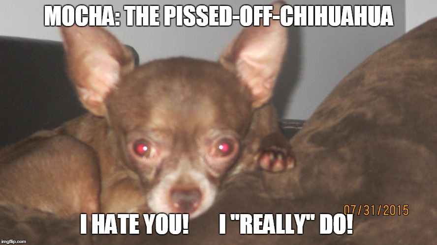 Mocha: The Pissed-Off_Chihuahua | MOCHA: THE PISSED-OFF-CHIHUAHUA I HATE YOU!       I "REALLY" DO! | image tagged in funny chihuahua | made w/ Imgflip meme maker