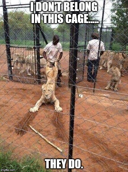 liondrag | I DON'T BELONG IN THIS CAGE..... THEY DO. | image tagged in liondrag | made w/ Imgflip meme maker