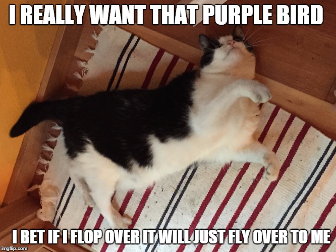 Catloaf | I REALLY WANT THAT PURPLE BIRD I BET IF I FLOP OVER IT WILL JUST FLY OVER TO ME | image tagged in cat,catloaf,meme,lolcats,fat cat | made w/ Imgflip meme maker
