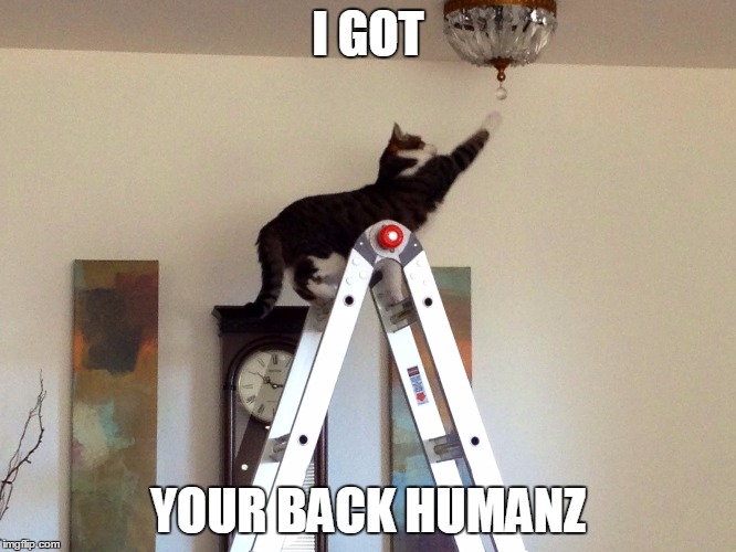 I GOT YOUR BACK HUMANZ | image tagged in cat changing bulb | made w/ Imgflip meme maker