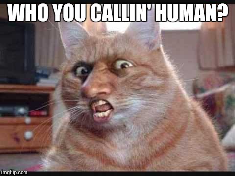 Furry | WHO YOU CALLIN' HUMAN? | image tagged in furry | made w/ Imgflip meme maker