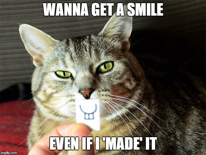 smile if you can...if not its fine. | WANNA GET A SMILE EVEN IF I 'MADE' IT | image tagged in smile,cats,memes | made w/ Imgflip meme maker