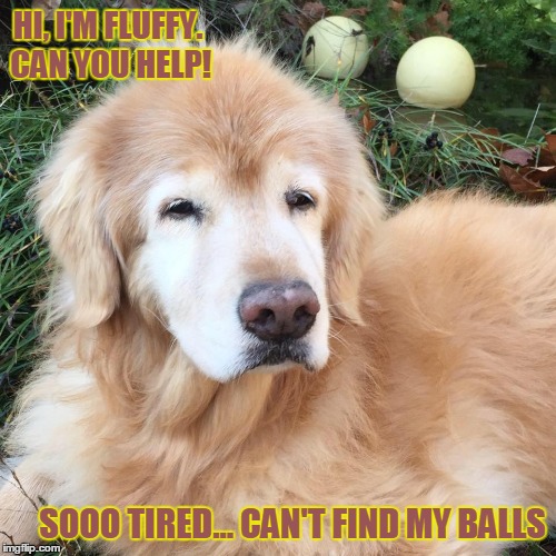 Fluffy is Dog Tired! | HI, I'M FLUFFY. CAN YOU HELP! SOOO TIRED... CAN'T FIND MY BALLS | image tagged in sleepy dog,dog can't find his balls,vince vance,funny tired dog,where are this dog's balls,dog lost his balls | made w/ Imgflip meme maker