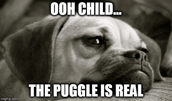 The puggle is real | OOH CHILD... THE PUGGLE IS REAL | image tagged in puggle,the struggle is real,struggle,puns | made w/ Imgflip meme maker