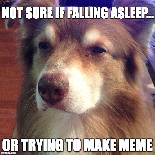 NOT SURE IF FALLING ASLEEP... OR TRYING TO MAKE MEME | image tagged in not sure dog | made w/ Imgflip meme maker