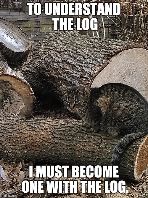 Log cat | TO UNDERSTAND THE LOG I MUST BECOME ONE WITH THE LOG. | image tagged in cats | made w/ Imgflip meme maker