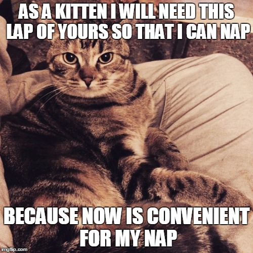 AS A KITTEN I WILL NEED THIS LAP OF YOURS SO THAT I CAN NAP BECAUSE NOW IS CONVENIENT FOR MY NAP | image tagged in angry_lap_kitten | made w/ Imgflip meme maker