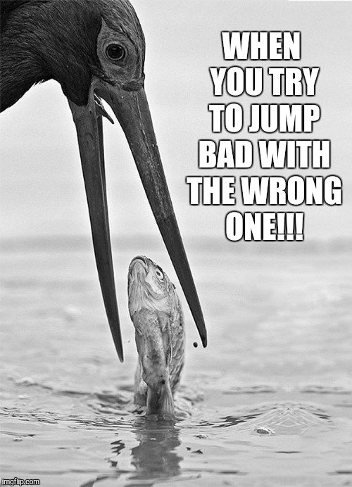 WHEN YOU TRY TO JUMP BAD WITH THE WRONG ONE!!! | image tagged in fish | made w/ Imgflip meme maker
