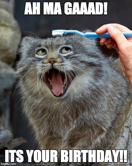 Image ged In Happy Birthday Birthday Cats Cat Happy Toothbrush Imgflip