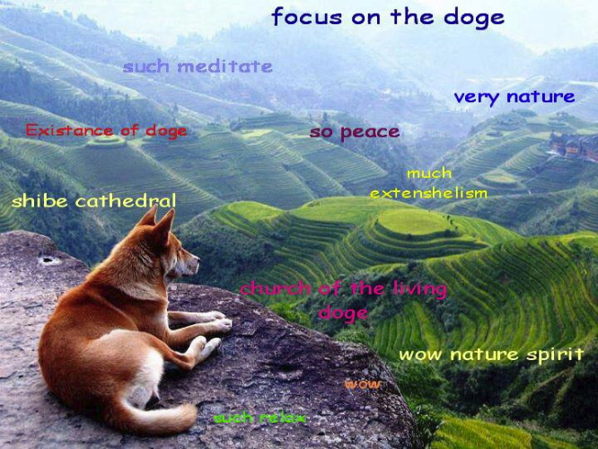 Focus on the Doge | image tagged in doge | made w/ Imgflip meme maker