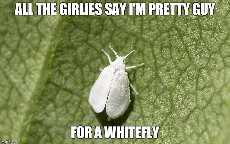 ALL THE GIRLIES SAY I'M PRETTY GUY FOR A WHITEFLY | image tagged in whitefly | made w/ Imgflip meme maker