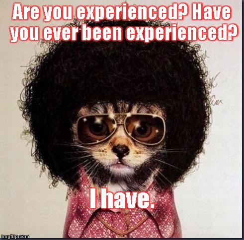 Disco Cat | Are you experienced? Have you ever been experienced? I have. | image tagged in disco cat | made w/ Imgflip meme maker