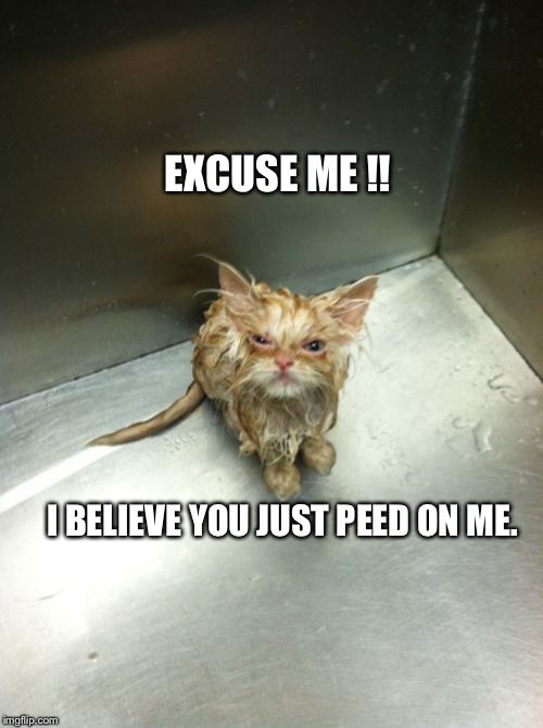 Kill You Cat Meme | EXCUSE ME !! I BELIEVE YOU JUST PEED ON ME. | image tagged in memes,kill you cat | made w/ Imgflip meme maker