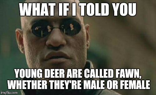 Matrix Morpheus Meme | WHAT IF I TOLD YOU YOUNG DEER ARE CALLED FAWN, WHETHER THEY'RE MALE OR FEMALE | image tagged in memes,matrix morpheus | made w/ Imgflip meme maker