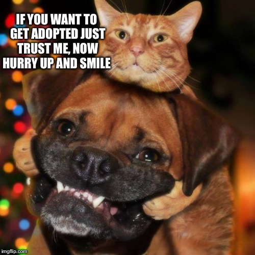 dogs an cats | IF YOU WANT TO GET ADOPTED JUST TRUST ME, NOW HURRY UP AND SMILE | image tagged in dogs an cats | made w/ Imgflip meme maker