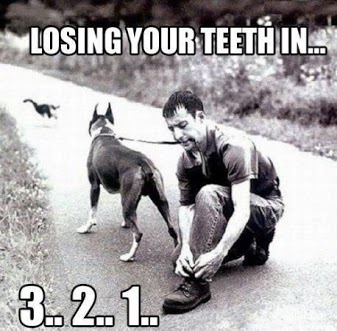 image tagged in funny,animals,cats,dogs