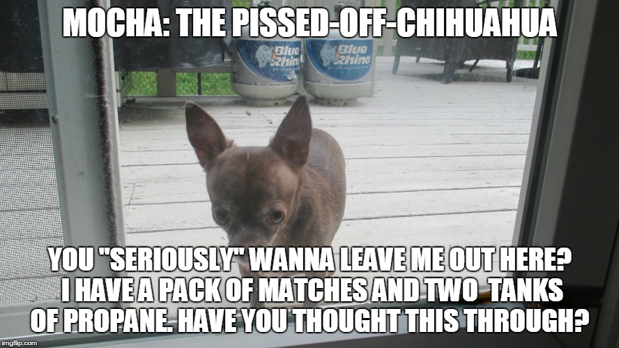 Mocha: The Pissed-Off_Chihuahua. | MOCHA: THE PISSED-OFF-CHIHUAHUA YOU "SERIOUSLY" WANNA LEAVE ME OUT HERE? I HAVE A PACK OF MATCHES AND TWO  TANKS OF PROPANE. HAVE YOU THOUGH | image tagged in funny memes | made w/ Imgflip meme maker