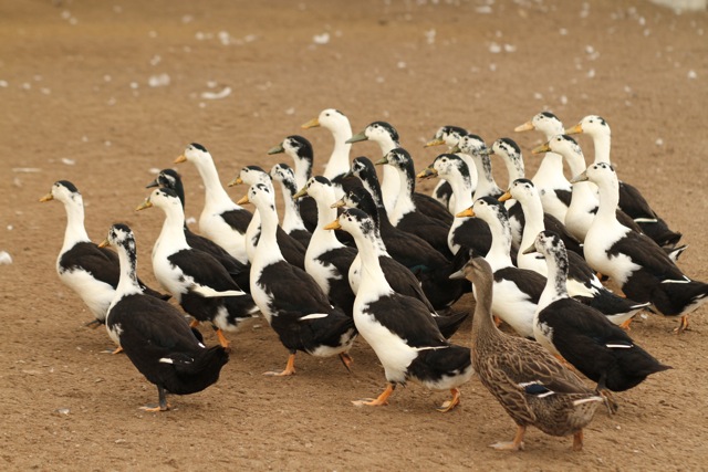 all ducks matter Blank Meme Template